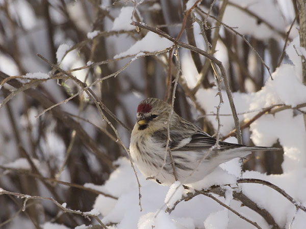 Tundraurpiainen, Arctic Redpoll, Carduelis hornemanni